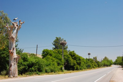 Storks on poles!